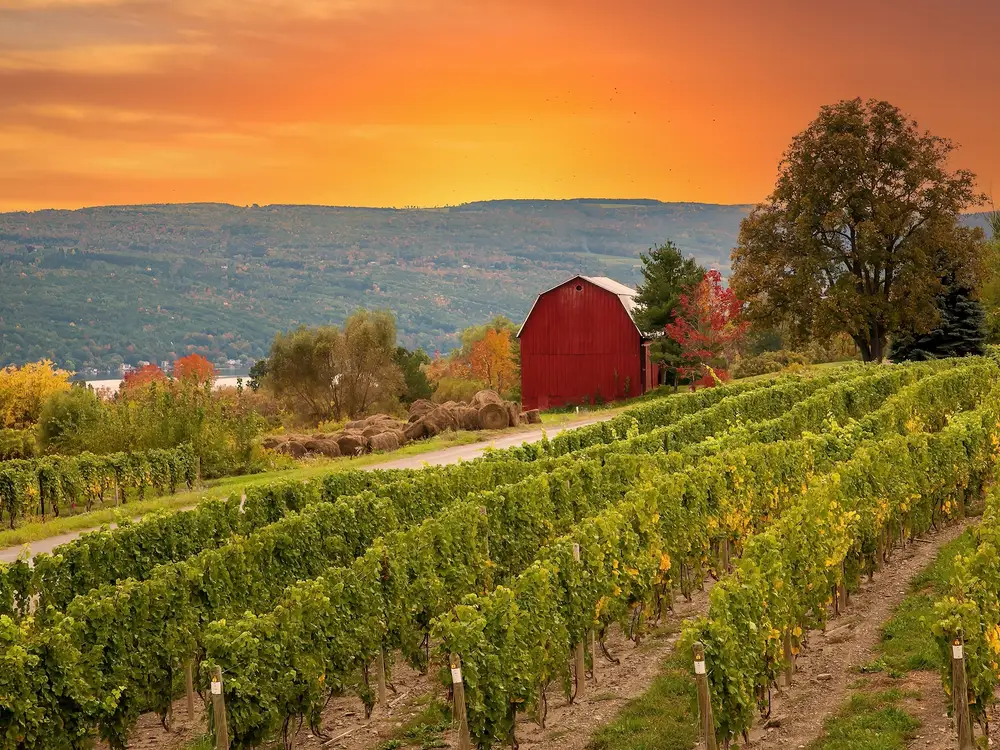 Top 5 U.S. States for Wine Lovers: A Guide to America's Best Wineries