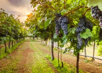 Top 5 U.S. States for Wine Lovers: A Guide to America’s Best Wineries