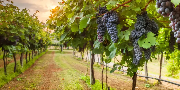 Top 5 U.S. States for Wine Lovers: A Guide to America’s Best Wineries